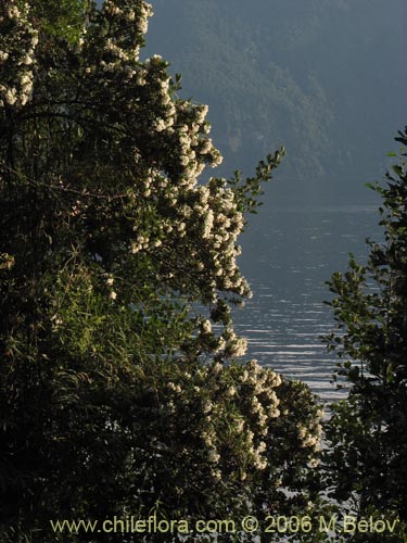 Фотография Eucryphia cordifolia (Ulmo). Щелкните, чтобы увеличить вырез.